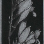 Alpine Flower (8x2)